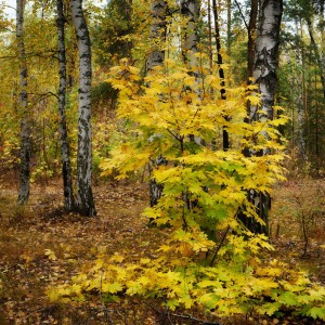 Сияние красок после дождя